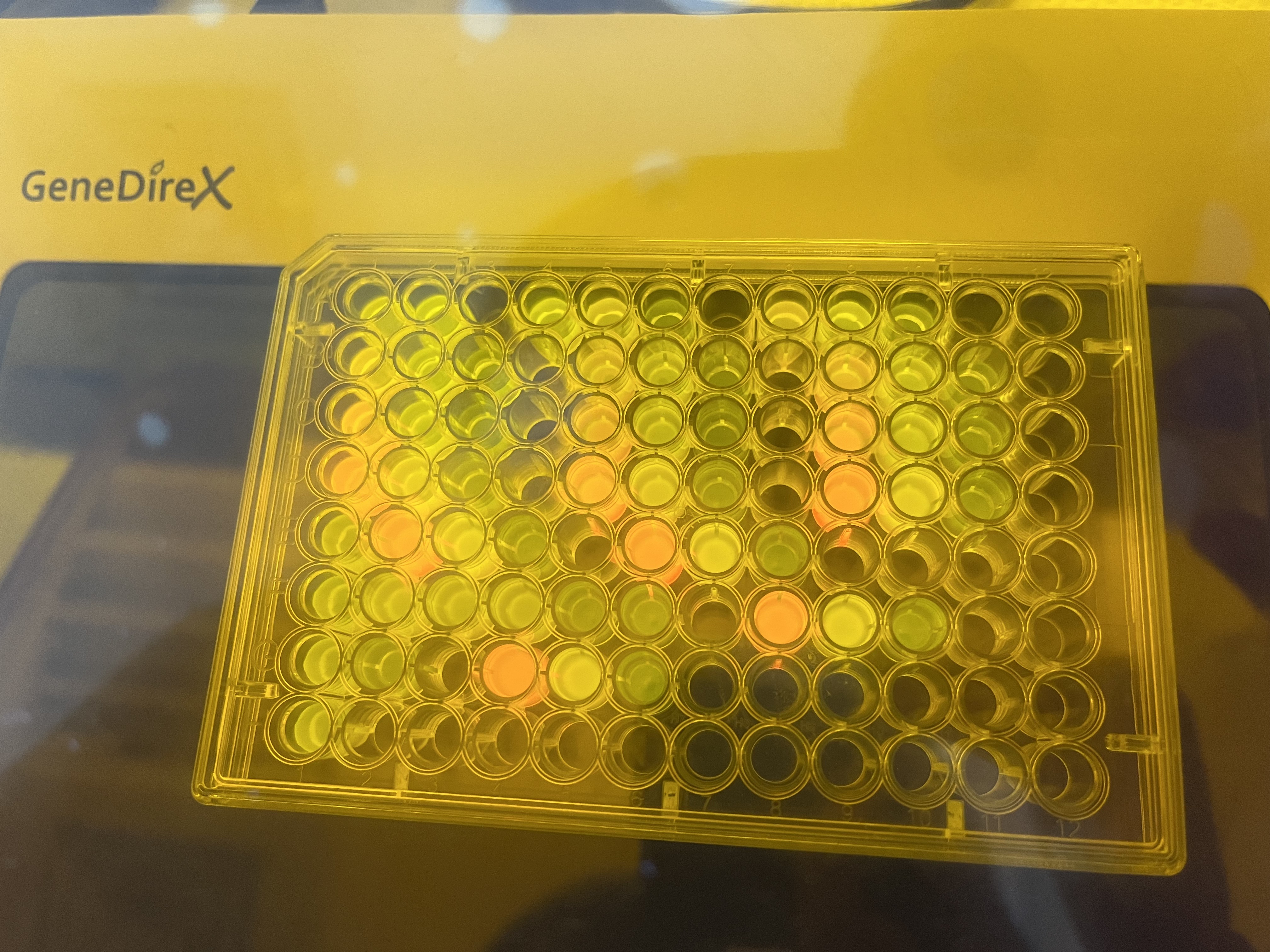 These colorful microplates document my love-hate relationship with blue fluorescent proteins